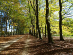 Mosbeekweg